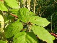 Rubus pyramidalis 4, Saxifraga-Rutger Barendse
