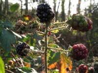Rubus pyramidalis 7, Saxifraga-Rutger Barendse