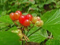 Rubus saxatilis 2, Saxifraga-Hans Grotenhuis