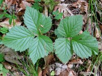 Rubus saxatilis 4, Steenbraam, Saxifraga-Rutger Barendse