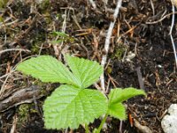 Rubus saxatilis 6, Steenbraam, Saxifraga-Rutger Barendse