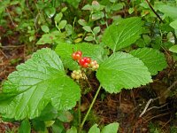 Rubus saxatilis 8, Steenbraam, Saxifraga-Hans Grotenhuis