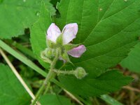 Rubus schipperi 2, Roze purperbraam, Saxifraga-Rutger Barendse