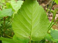 Rubus schipperi 6, Roze purperbraam, Saxifraga-Rutger Barendse