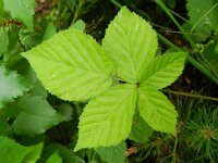 Rubus schipperi 8, Roze purperbraam, Saxifraga-Rutger Barendse
