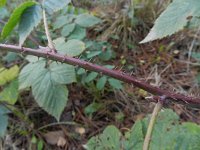 Rubus scissus 1, Naaldroggebraam, Saxifraga-Rutger Barendse