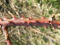 Rubus senticosus 1, Haakkoepelbraam, Saxifraga-Rutger Barendse