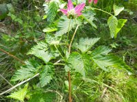 Rubus spectabilis 2, Prachtframboos, Saxifraga-Rutger Barendse