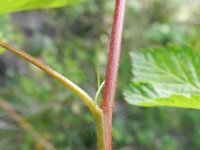 Rubus spectabilis 4, Prachtframboos, Saxifraga-Rutger Barendse