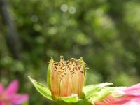 Rubus spectabilis 5, Prachtframboos, Saxifraga-Rutger Barendse