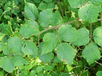 Rubus thalassarctos 2, Saxifraga-Rutger Barendse