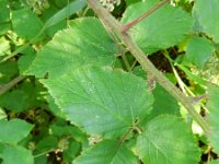 Rubus thalassarctos 3, Saxifraga-Rutger Barendse