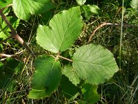 Rubus thalassarctos 4, Saxifraga-Rutger Barendse
