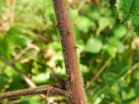 Rubus thalassarctos 5, Saxifraga-Rutger Barendse