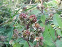 Rubus thalassarctos 6, Saxifraga-Rutger Barendse