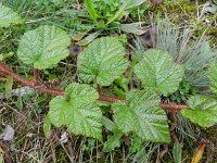 Rubus tricolor 1, Saxifraga-Rutger Barendse