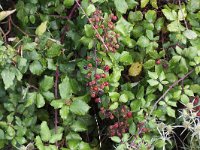 Rubus ulmifolius 1, Koebraam, Saxifraga-Peter Meininger