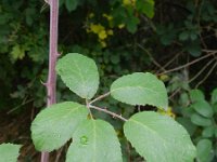 Rubus ulmifolius 10, Koebraam, Saxifraga-Rutger Barendse