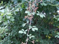 Rubus ulmifolius 12, Koebraam, Saxifraga-Rutger Barendse