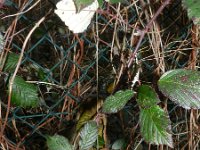 Rubus ulmifolius 15, Koebraam, Saxifraga-Rutger Barendse