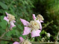 Rubus ulmifolius 16, Koebraam, Saxifraga-Rutger Barendse