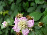 Rubus ulmifolius 18, Koebraam, Saxifraga-Rutger Barendse