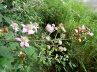 Rubus ulmifolius 2, Koebraam, Saxifraga-Rutger Barendse