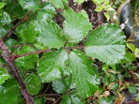 Rubus ulmifolius 3, Koebraam, Saxifraga-Rutger Barendse