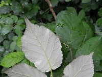 Rubus ulmifolius 4, Koebraam, Saxifraga-Rutger Barendse