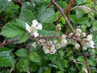 Rubus ulmifolius 6, Koebraam, Saxifraga-Rutger Barendse