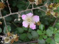Rubus ulmifolius 8, Koebraam, Saxifraga-Rutger Barendse