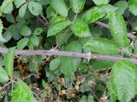 Rubus ulmifolius 9, Koebraam, Saxifraga-Rutger Barendse