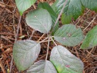 Rubus vestitus 2, Fraaie kambraam, Saxifraga-Rutger Barendse