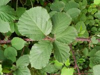Rubus vestitus 3, Fraaie kambraam, Saxifraga-Rutger Barendse