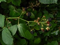 Rubus vestitus 4, Fraaie kambraam, Saxifraga-Rutger Barendse