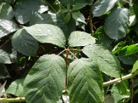 Rubus vestitus 5, Fraaie kambraam, Saxifraga-Rutger Barendse