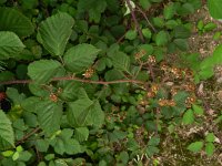 Rubus vestitus 6, Fraaie kambraam, Saxifraga-Rutger Barendse