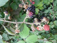 Rubus vestitus 7, Fraaie kambraam, Saxifraga-Rutger Barendse