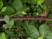 Rubus vestitus 9, Fraaie kambraam, Saxifraga-Rutger Barendse