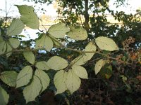Rubus winteri 1, Grote viltbraam, Saxifraga-Rutger Barendse