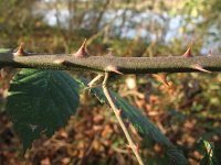 Rubus winteri 3, Grote viltbraam, Saxifraga-Rutger Barendse