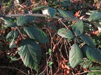 Rubus winteri 5, Grote viltbraam, Saxifraga-Rutger Barendse