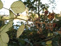 Rubus winteri 6, Grote viltbraam, Saxifraga-Rutger Barendse