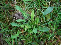 Rumex acetosella 10, Schapenzuring, Saxifraga-Ed Stikvoort