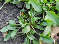 Rumex acetosella 13, Schapenzuring, Saxifraga-Rutger Barendse