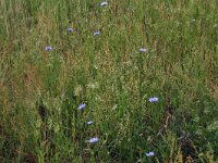 Rumex acetosella 33, Schapenzuring, Saxifraga-Hans Boll