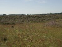 Rumex acetosella 4, Schapenzuring, Saxifraga-Willem van Kruijsbergen