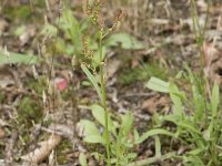 Rumex acetosella 40, Schapenzuring, Saxifraga-Willem van Kruijsbergen