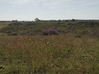 Rumex acetosella 5, Schapenzuring, Saxifraga-Willem van Kruijsbergen