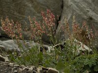 Rumex acetosella 6, Schapenzuring, Saxifraga-Willem van Kruijsbergen